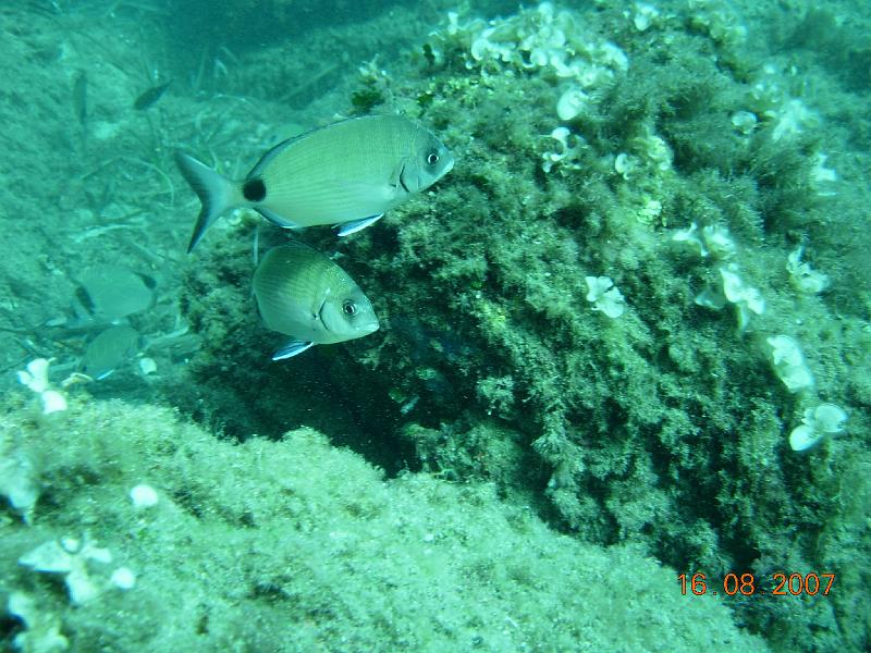 DSCN5742